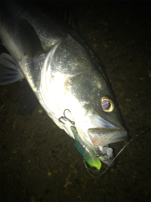 寒いけど釣れます！