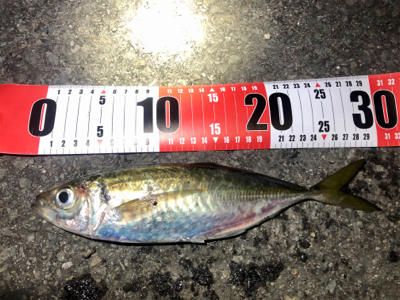 尺アジ寸前！！