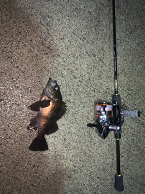 トマトの出張前釣行in八戸