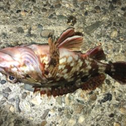 ガシラはいける!