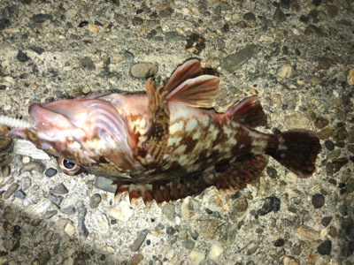 ガシラはいける!