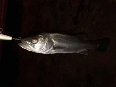 ベイトは不明も