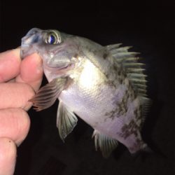 ライトゲーム、メバリング