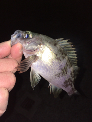 ライトゲーム、メバリング