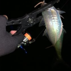 久々のアジング