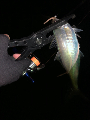 久々のアジング