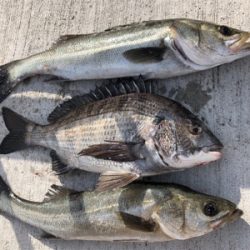 朝からエビ撒き