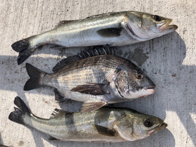 朝からエビ撒き