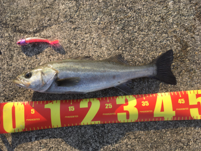 シーバスはそこそこいる感じ