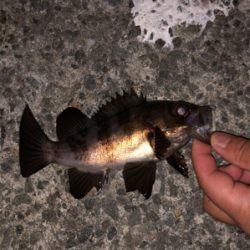 垂水漁港でアジングしてたら‥