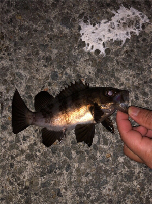 垂水漁港でアジングしてたら‥