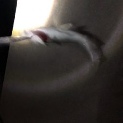 敢えてルアーで