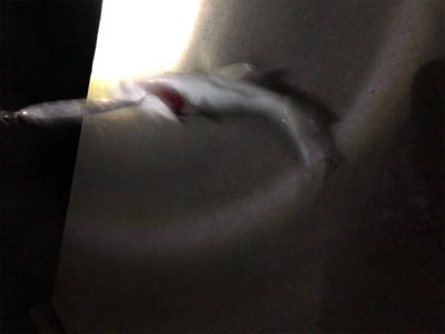 敢えてルアーで