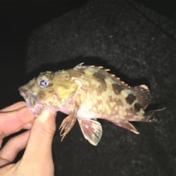 朝~昼ライトゲーム