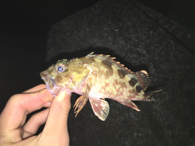 朝~昼ライトゲーム