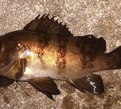 メバリング1810〜1854