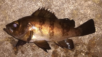 メバリング1810〜1854