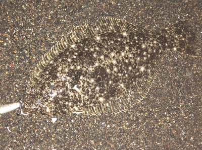 やっと連敗脱出