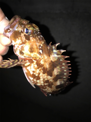 調子が良くなってきた！