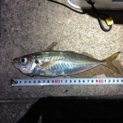 ナイスサイズアジ