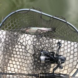 服部緑地　プールトラウト