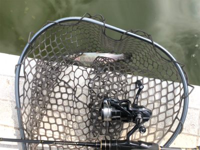 服部緑地　プールトラウト