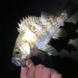 明石方面メバリング