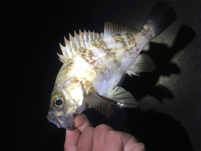 明石方面メバリング