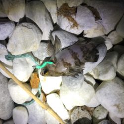 リリースサイズー