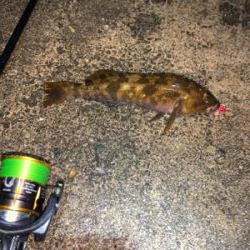 35年ぶりのアブラメ