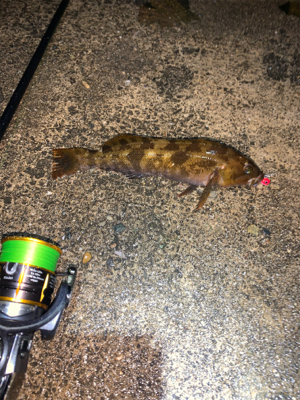 35年ぶりのアブラメ