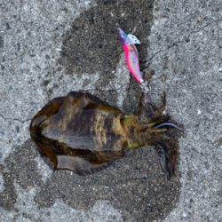 今年初のエギング