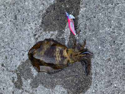 今年初のエギング