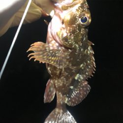 アジ不在でも安定ガシラ