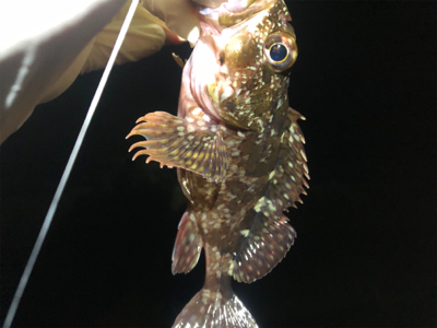 アジ不在でも安定ガシラ