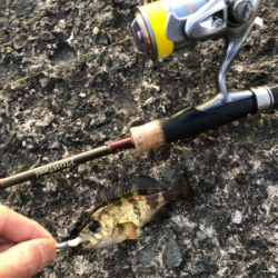 今年初釣りは久々のメバル！