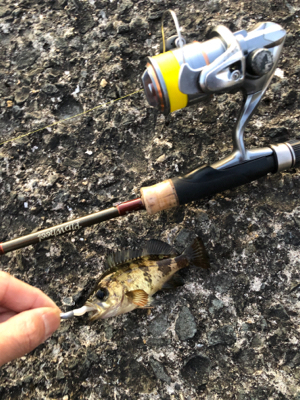 今年初釣りは久々のメバル！