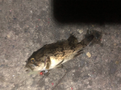 アジングは難しい