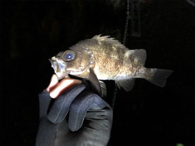 初ロッドと初場所