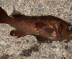 相変わらず釣れてます(^^)