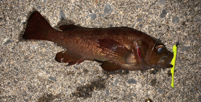 相変わらず釣れてます(^^)