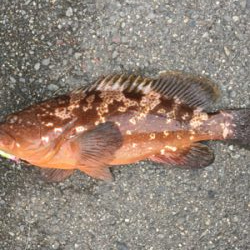 やったぜ！50オーバー！