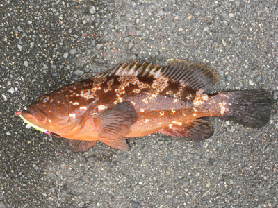 やったぜ！50オーバー！