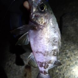 ナイトメバリング