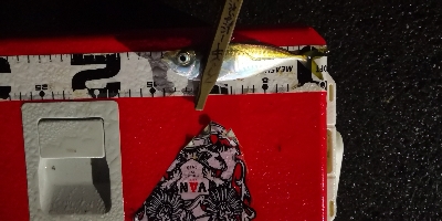 アジング練習 113  ERFS-54-ULS-TZ 鱗付け