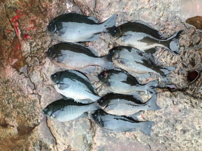 ヘタクソ釣行記　その1