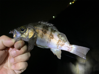 爆釣メバリング！！