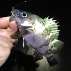 雨上がりのメバリング