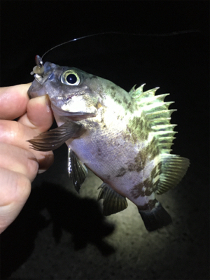 雨上がりのメバリング