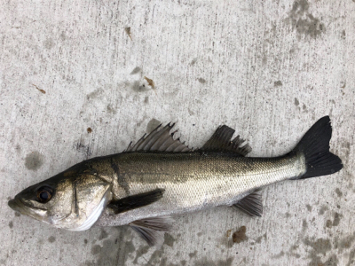 エビ撒き　朝マヅメに短時間で地合い